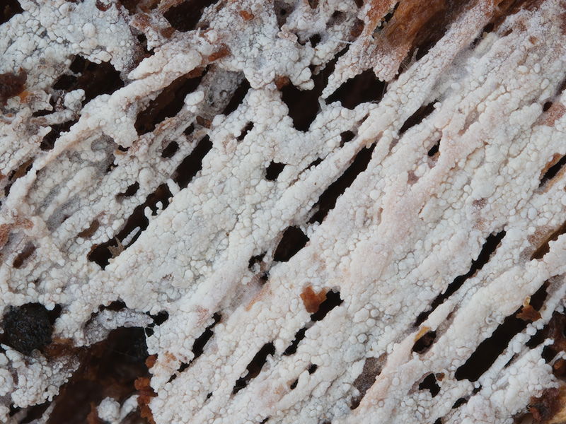 Resinicium furfuraceum Resinicium furfuraceum